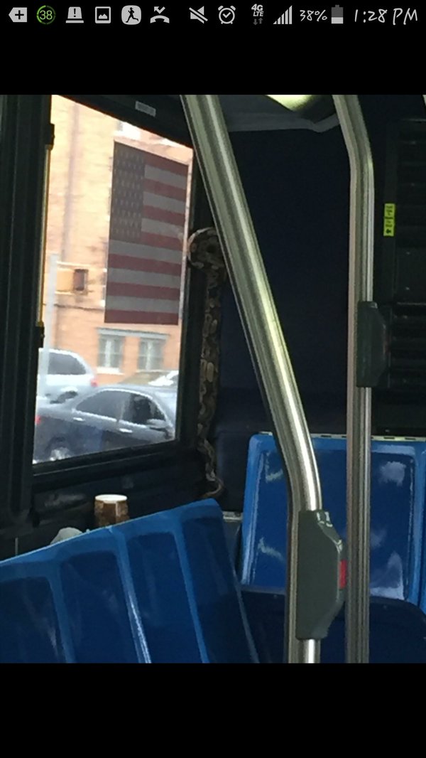 Reptile énorme Qui Traumatise New York Un serpent dans un bus à New York !!! C'est la meilleure.