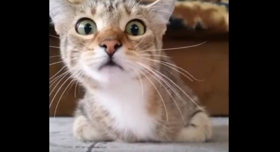 Chat Qui Regarde Un Film D Horreur Quand un chat regarde un film d'horreur ça donne ça