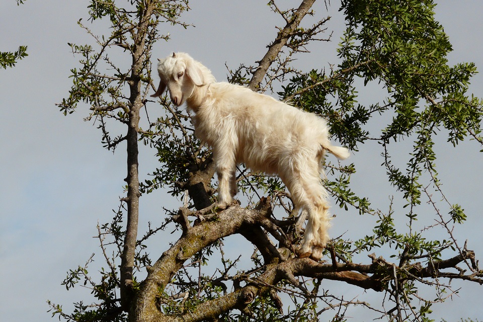 S'agitil de chèvres perchées ou d'arbre à chèvres !!! Répondez svp