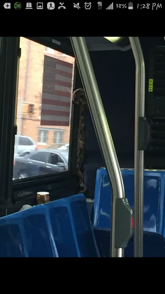 Reptile énorme Qui Traumatise New York Un serpent dans un bus à New York !!! C'est la meilleure.