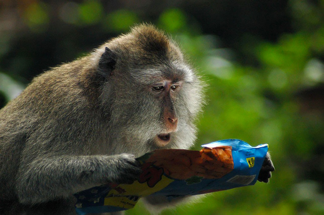 28 clichés d'animaux primés aux Comedy Wildlife Photography Awards