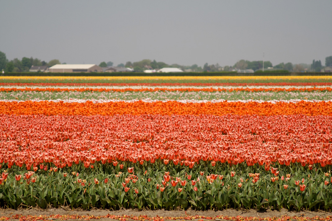 Tulipes-hollande-12