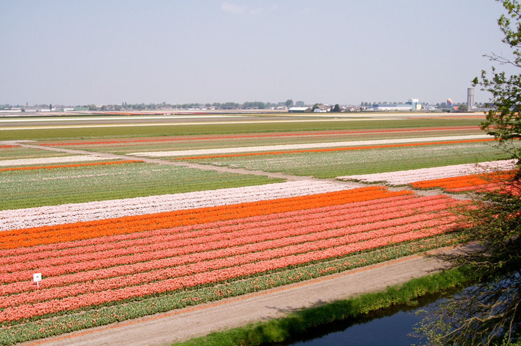 Tulipes-hollande-13