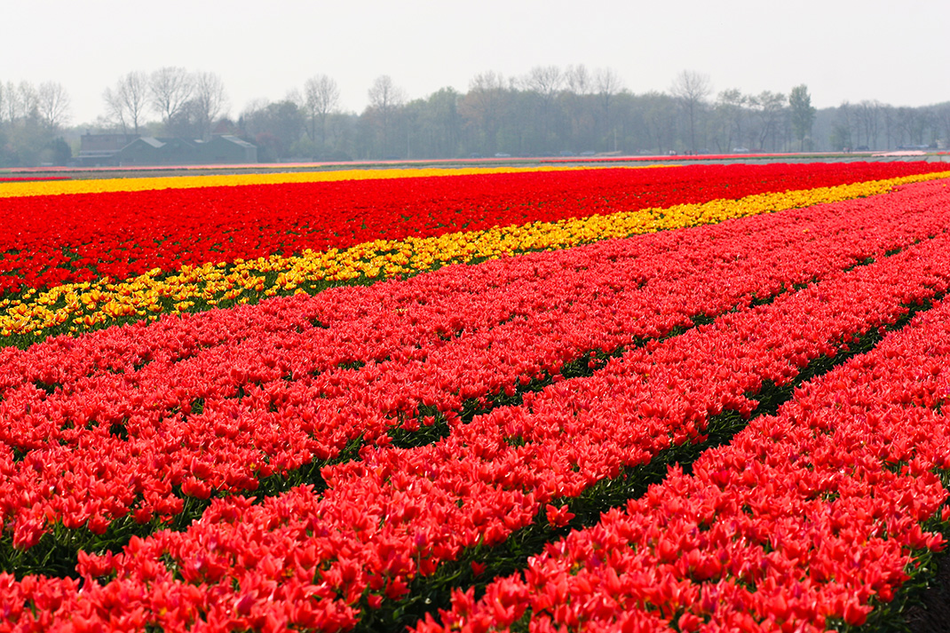 Tulipes-hollande-6