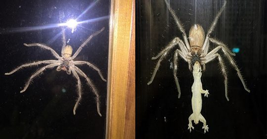 Une Araignee Est Si Imposante Qu Elle Mange Des Lezards Et Donne Des Frissons Au Chat De La Maison Une Araignee Est Si Imposante Qu Elle Mange Des Lezards Et Donne Des Frissons Au Chat De La Maison